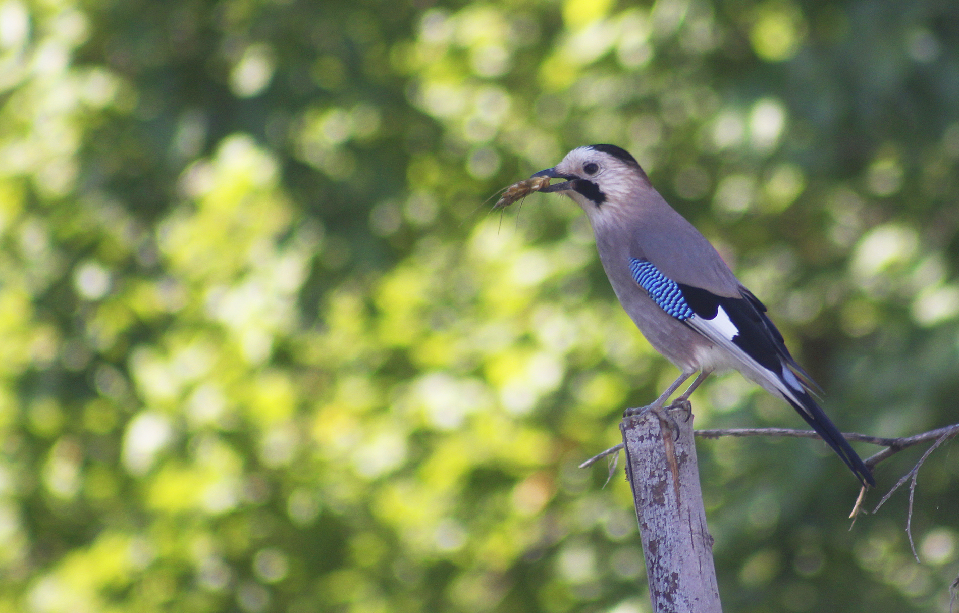 Eurasian Jay
